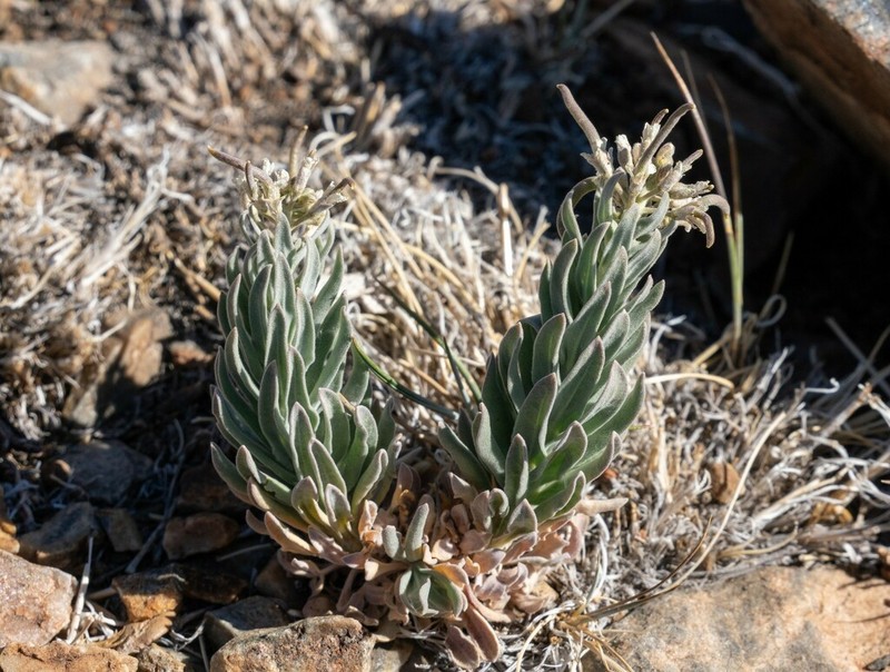 Silver Rockcress photo 3