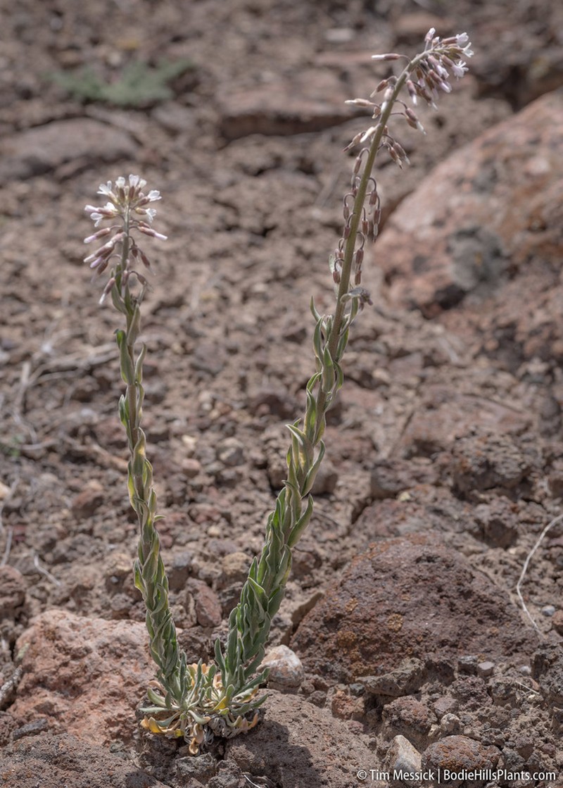 Silver Rockcress photo 5