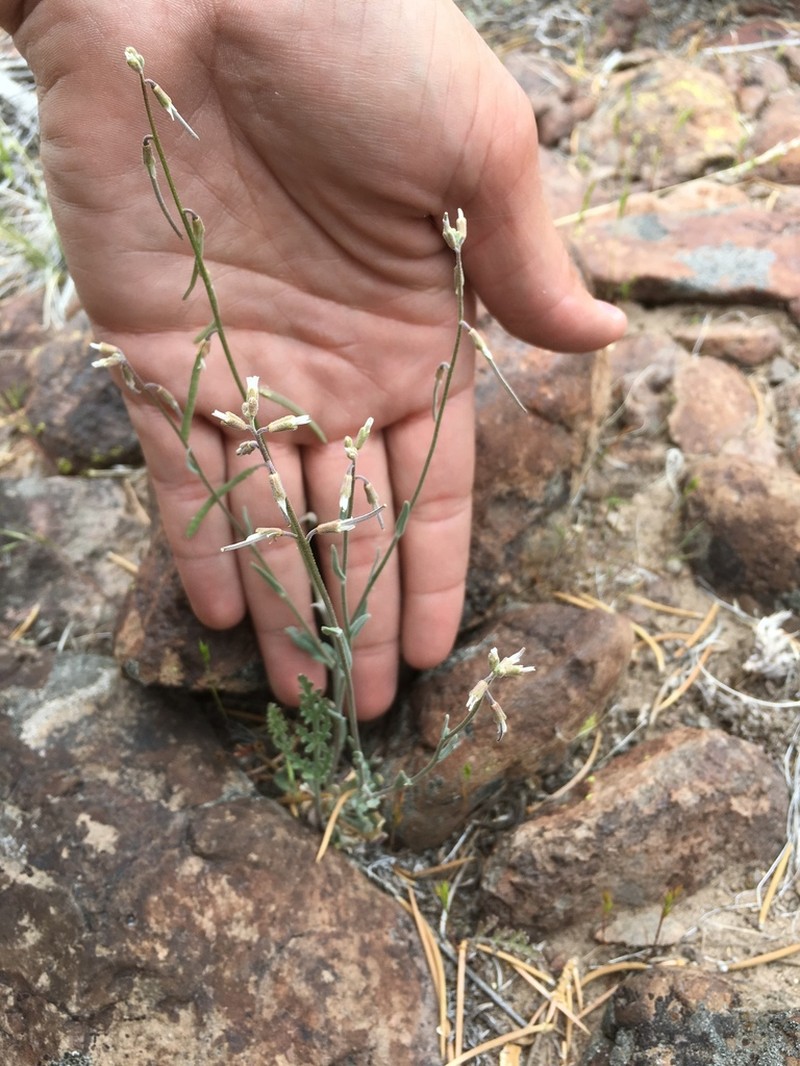 Silver Rockcress photo 6