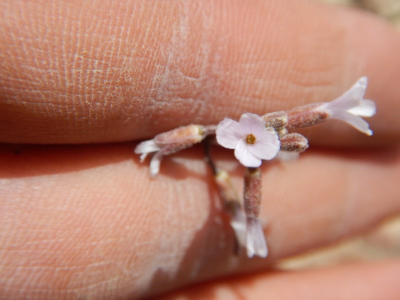 Silver Rockcress photo 7