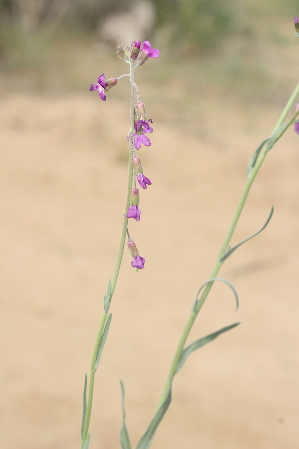 beautiful rockcress
