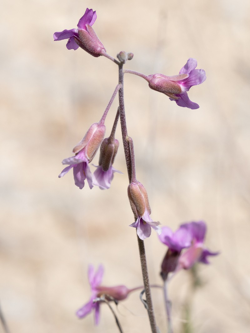 beautiful rockcress photo 3