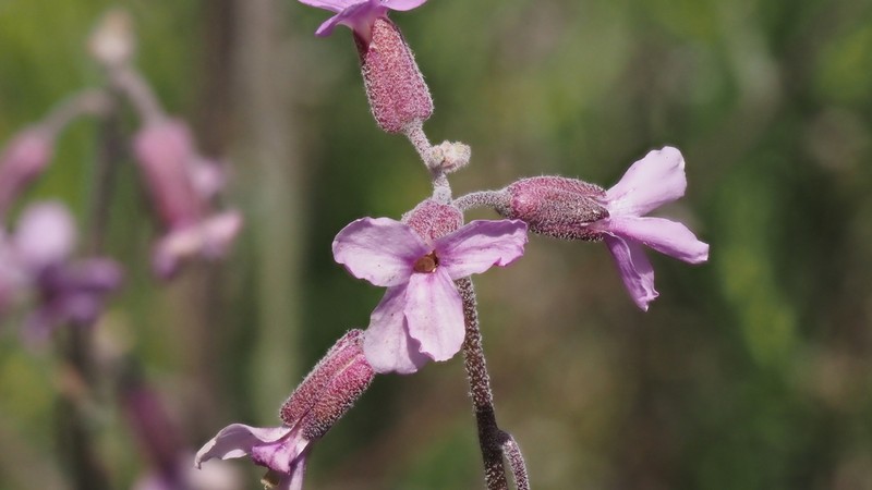 beautiful rockcress photo 4