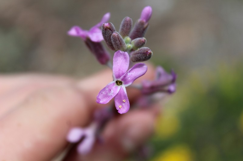 beautiful rockcress photo 5