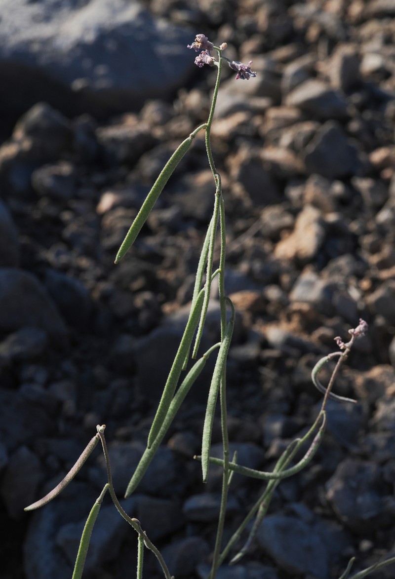 beautiful rockcress photo 6