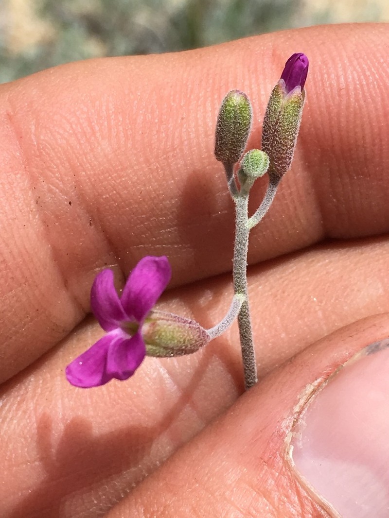 beautiful rockcress photo 8