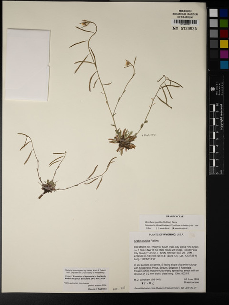 Fremont County Rockcress
