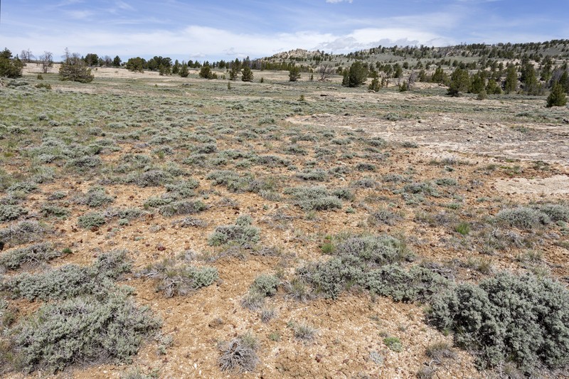 Tulare County Rockcress