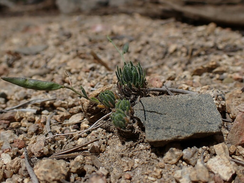 Tulare County Rockcress