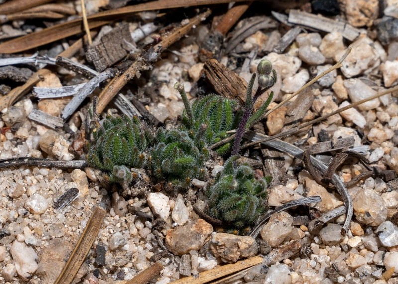 Tulare County Rockcress photo 2