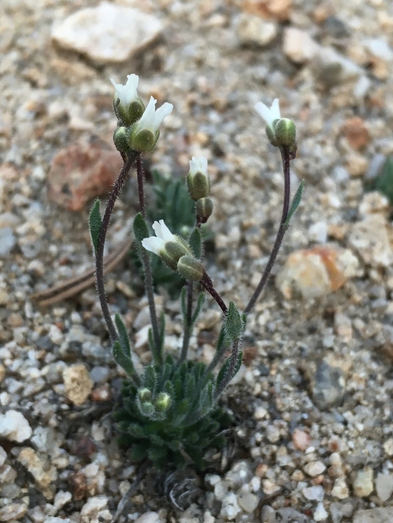 Tulare County Rockcress photo 3