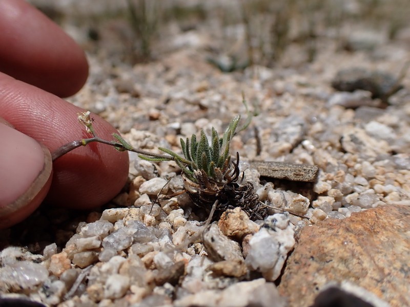 Tulare County Rockcress photo 4