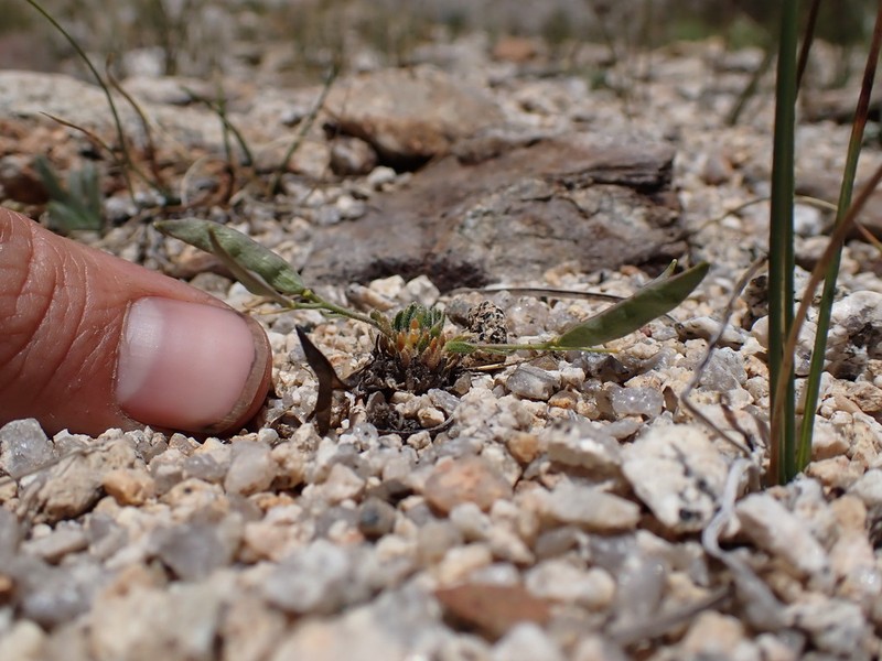 Tulare County Rockcress photo 5