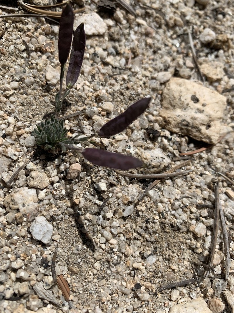 Tulare County Rockcress photo 6