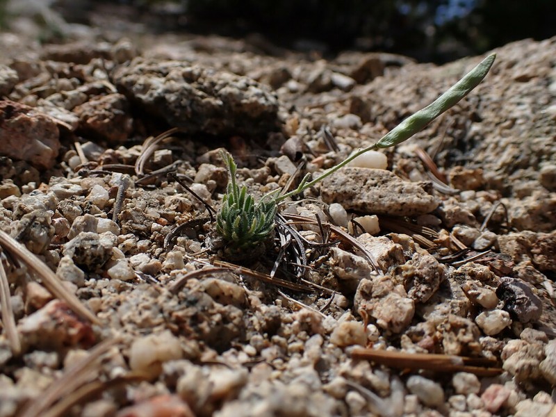 Tulare County Rockcress photo 7