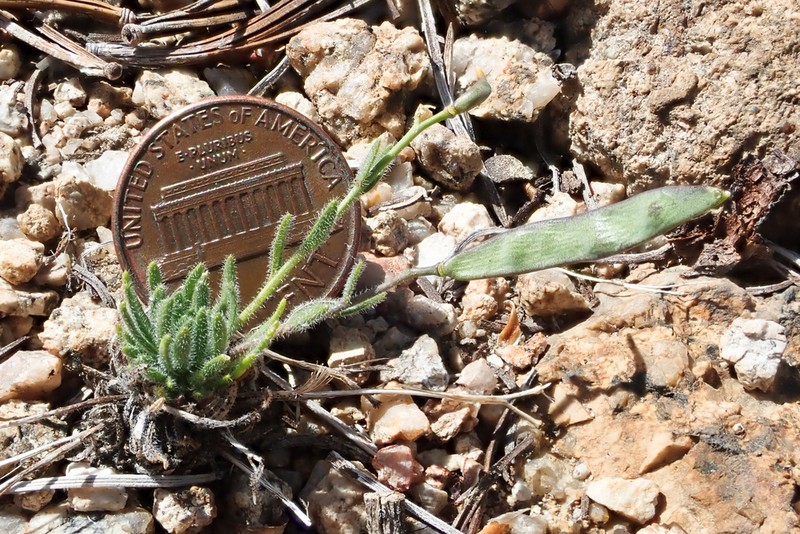 Tulare County Rockcress photo 8