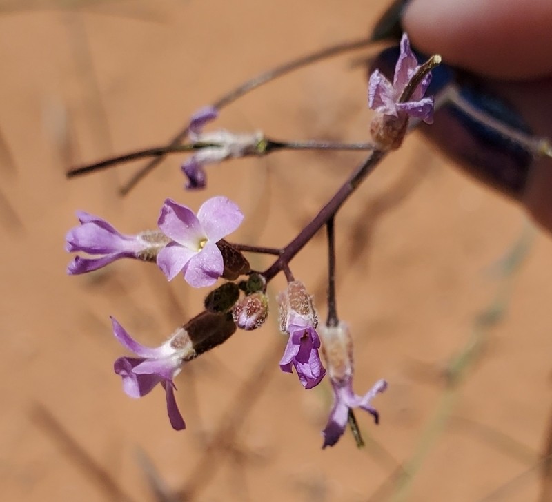 Boechera quadrangulensis