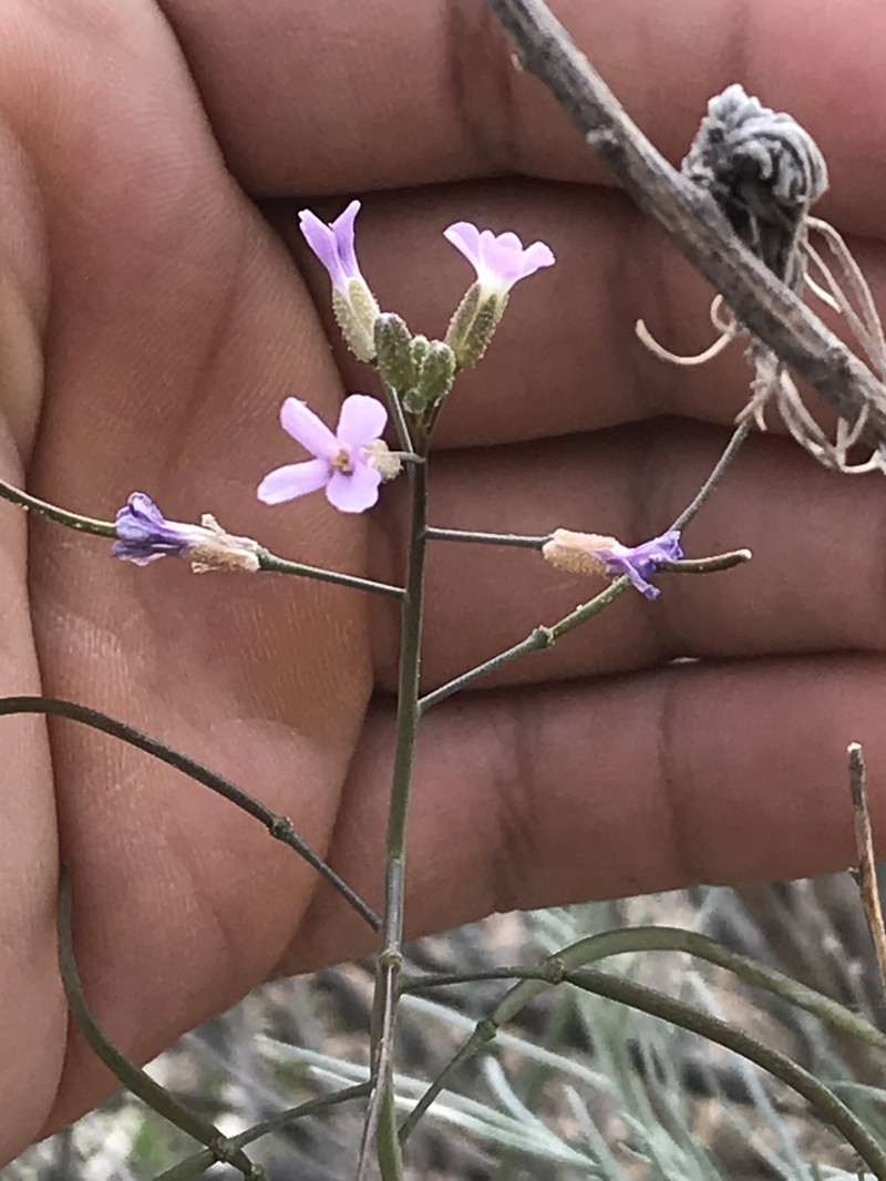 Boechera quadrangulensis photo 3