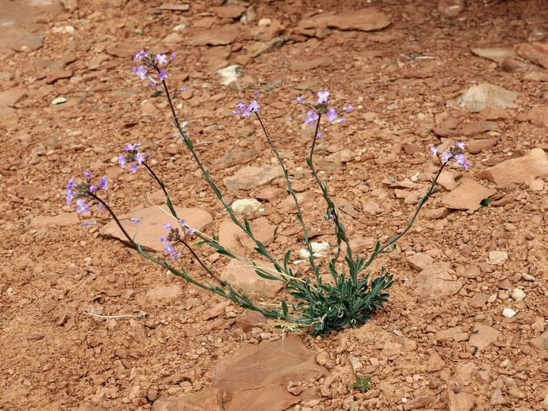 Boechera quadrangulensis photo 4
