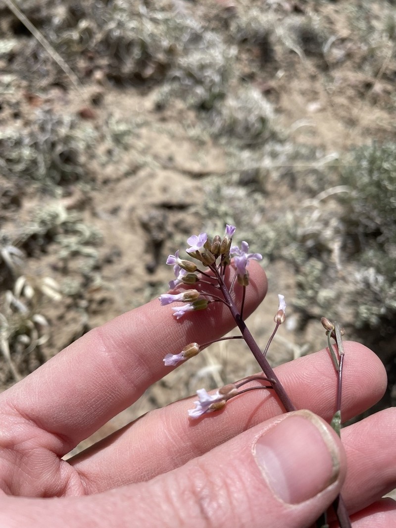 Boechera quadrangulensis photo 7