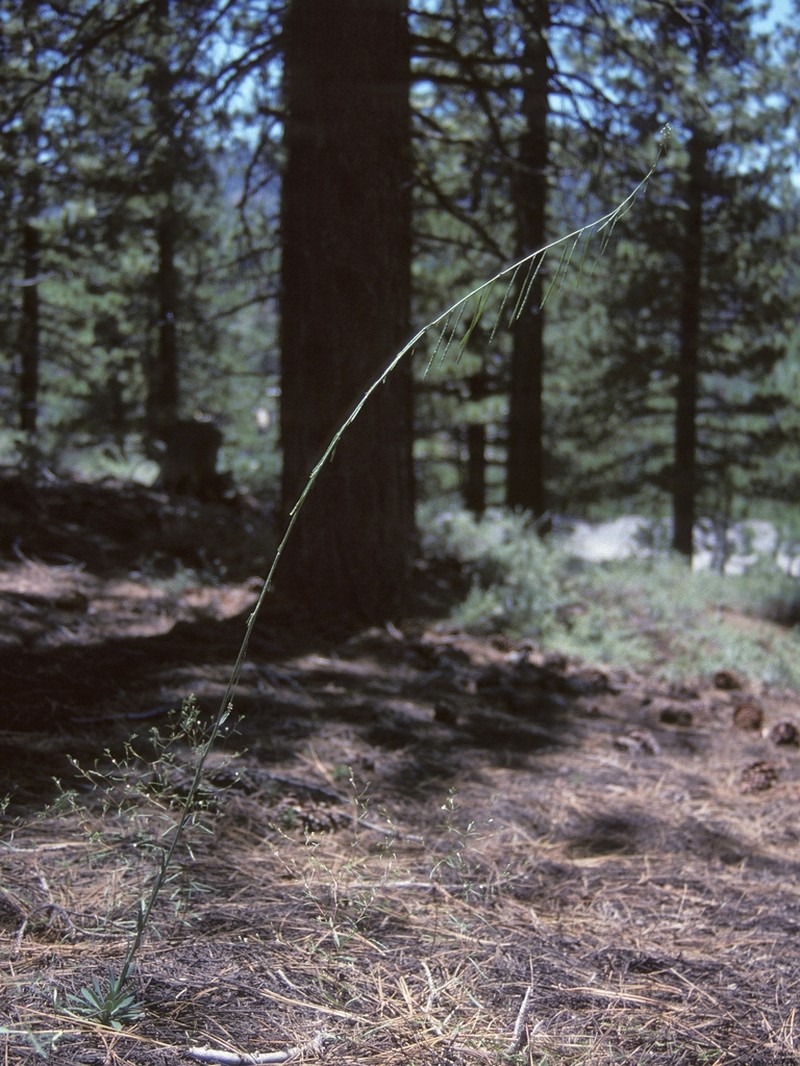 Bristlyleaf Rockcress