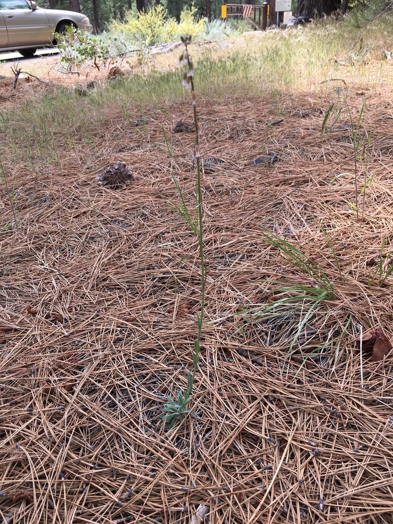 Bristlyleaf Rockcress photo 3