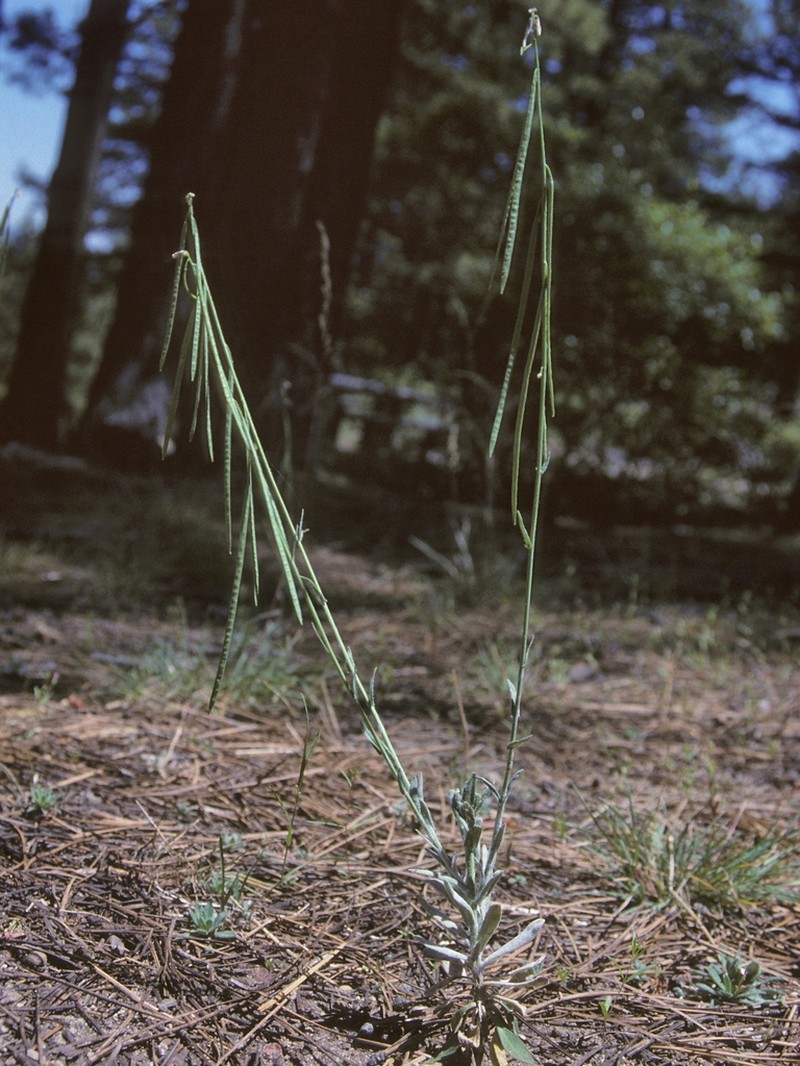 Bristlyleaf Rockcress photo 4