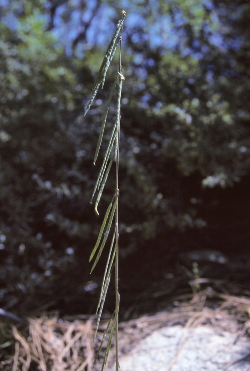 Bristlyleaf Rockcress photo 5