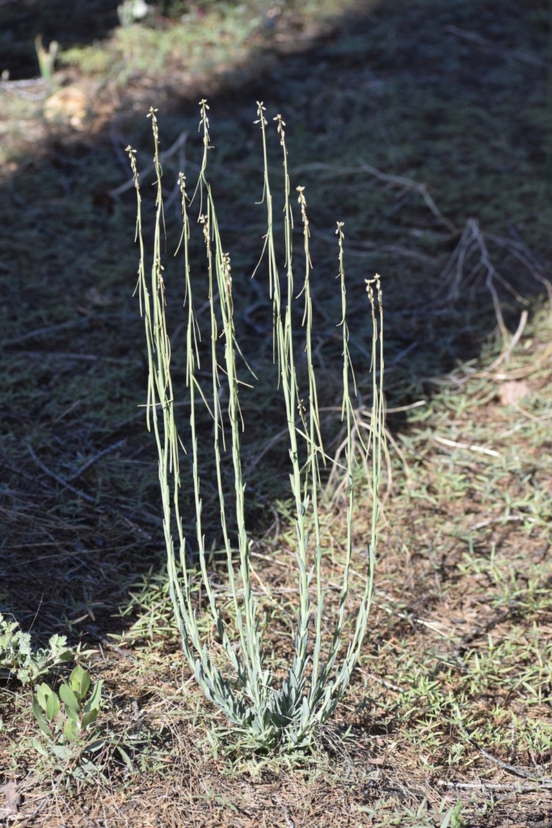 Bristlyleaf Rockcress photo 6