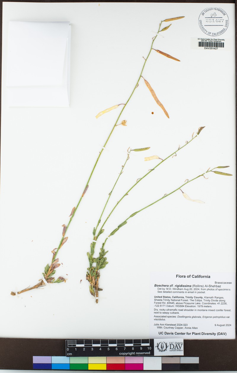 Trinity Mountain Rockcress