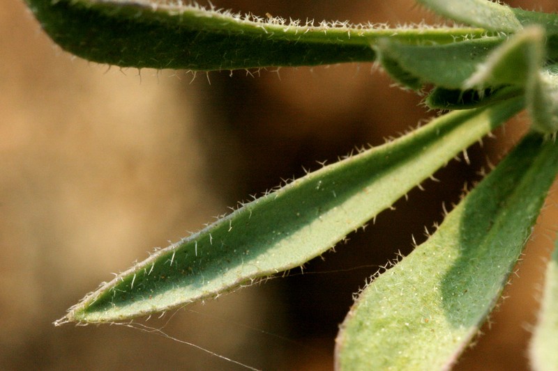 Klamath River Rockcress