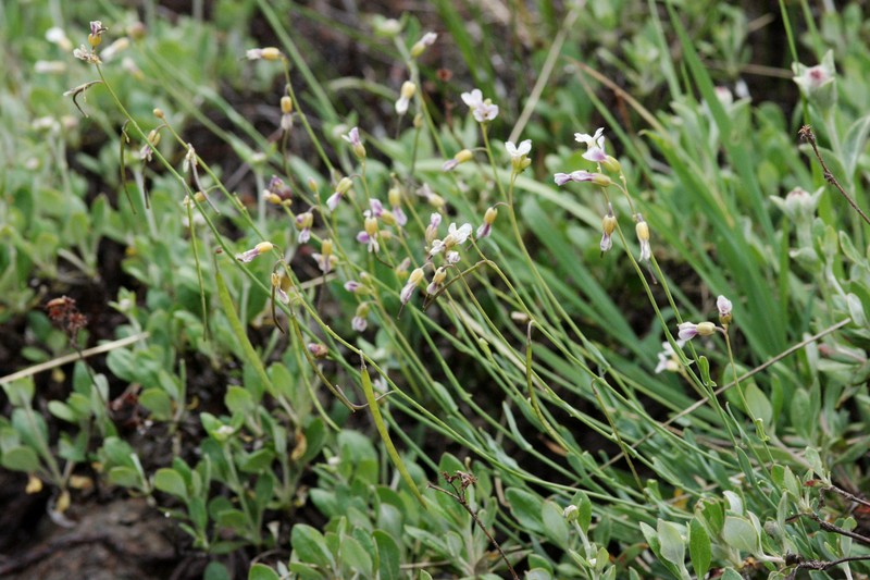 Klamath River Rockcress photo 2