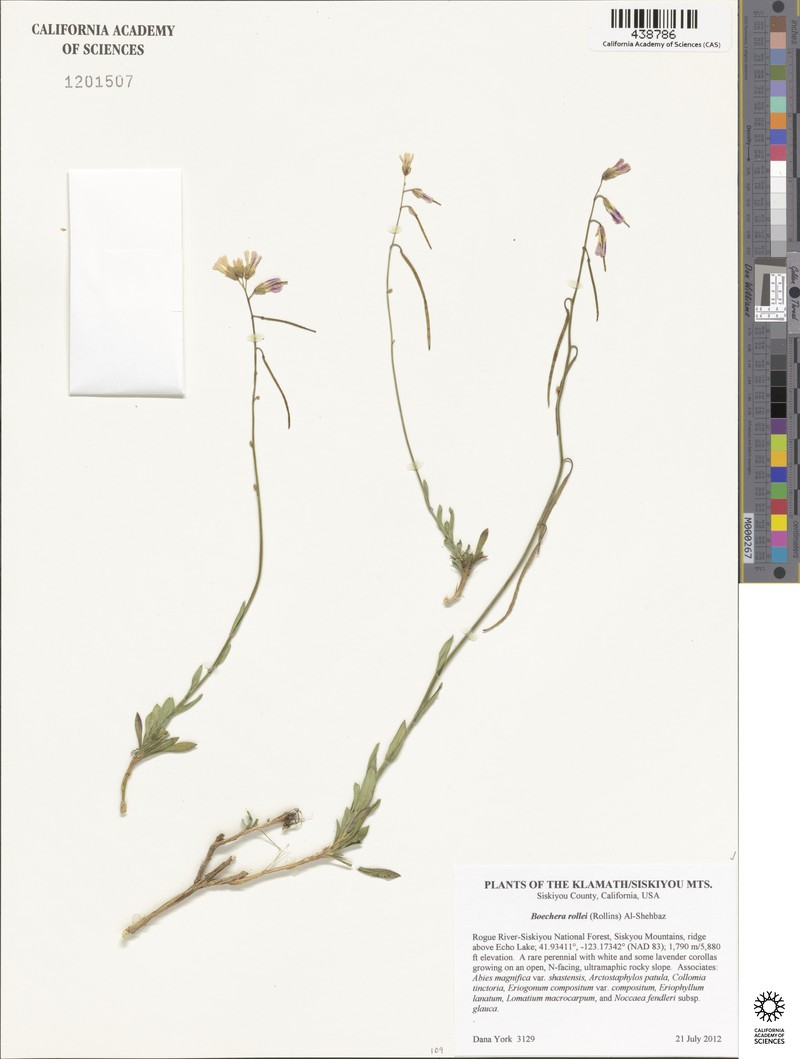 Klamath River Rockcress photo 3
