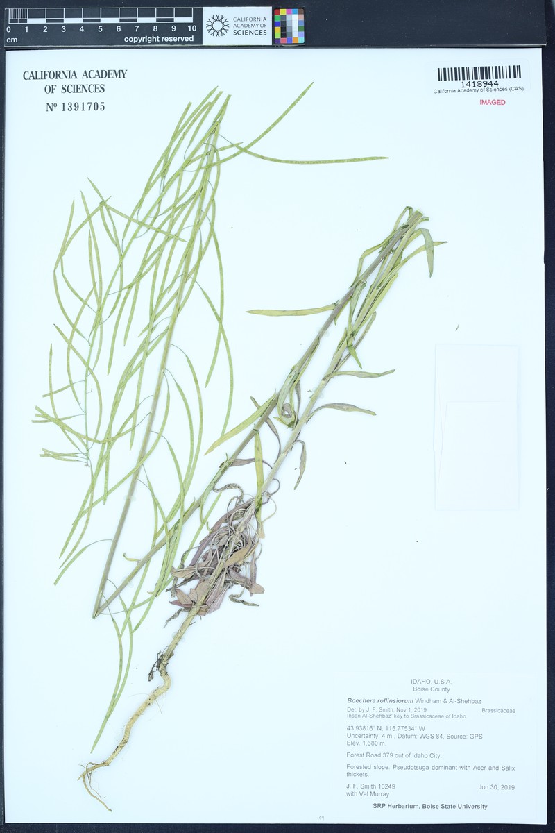 Boechera rollinsiorum