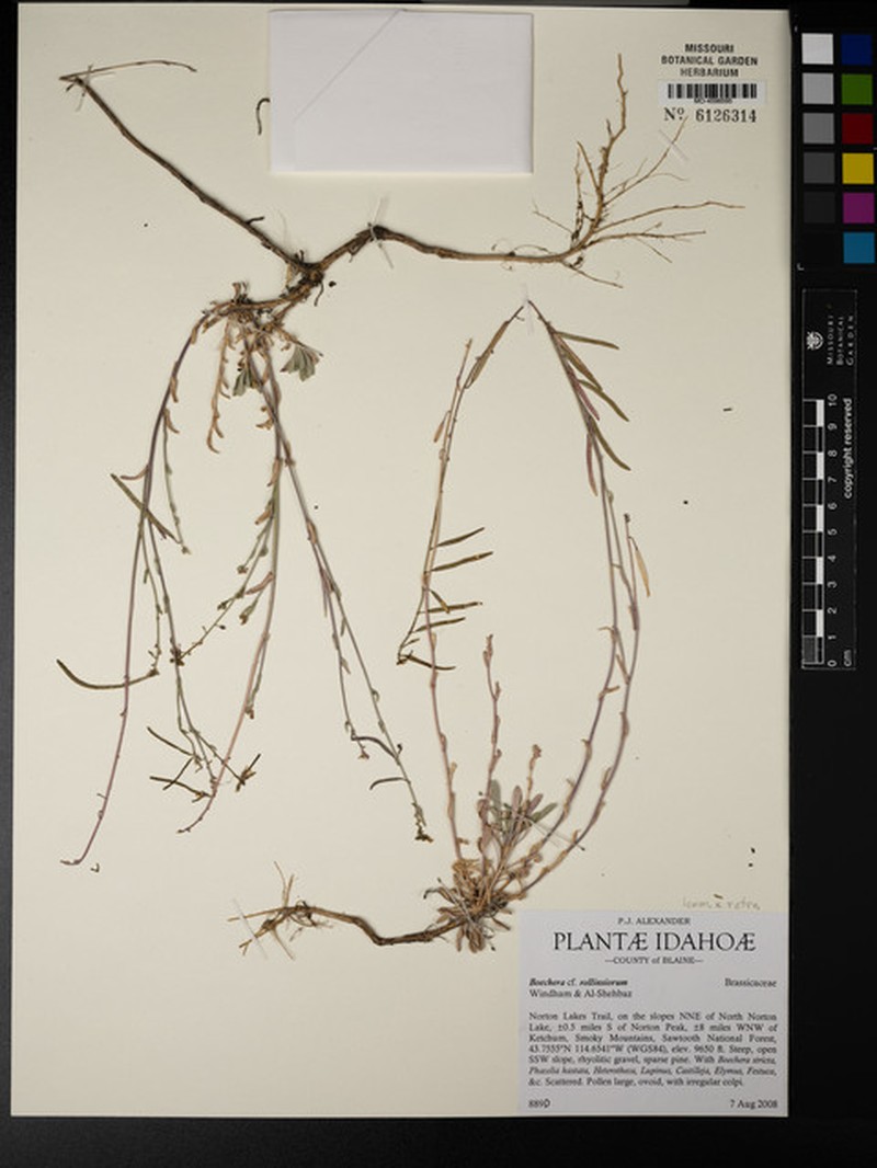 Boechera rollinsiorum photo 3