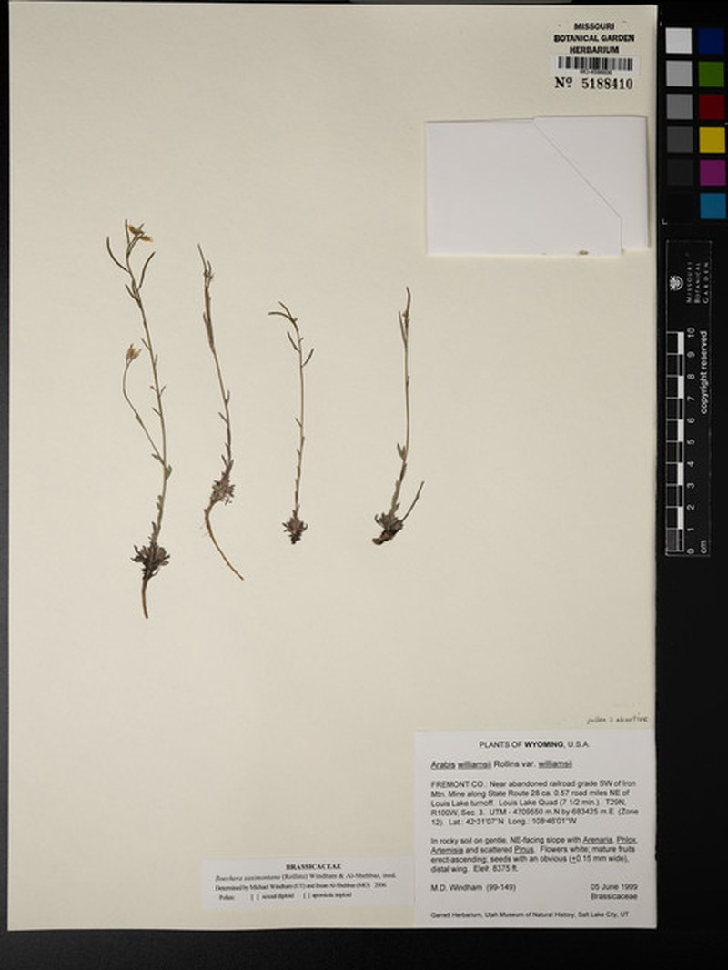 Boechera saximontana