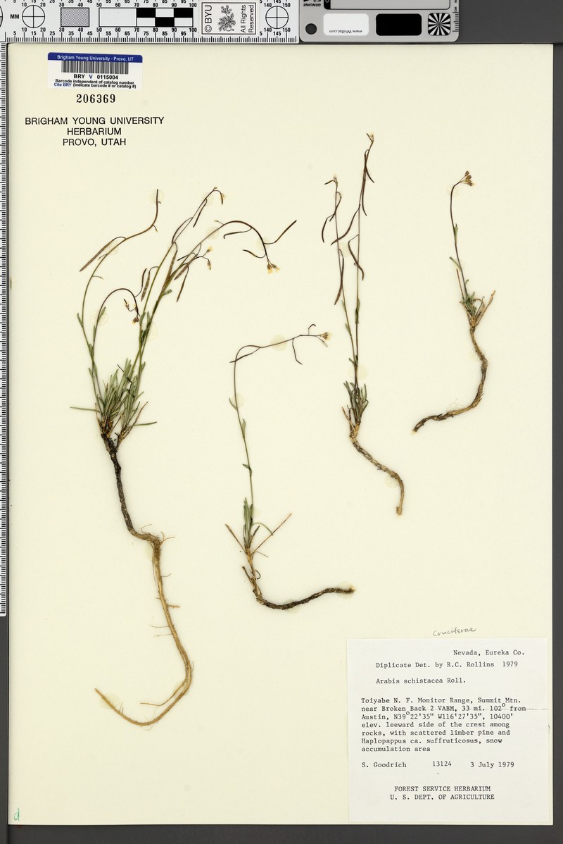 Divided Rockcress