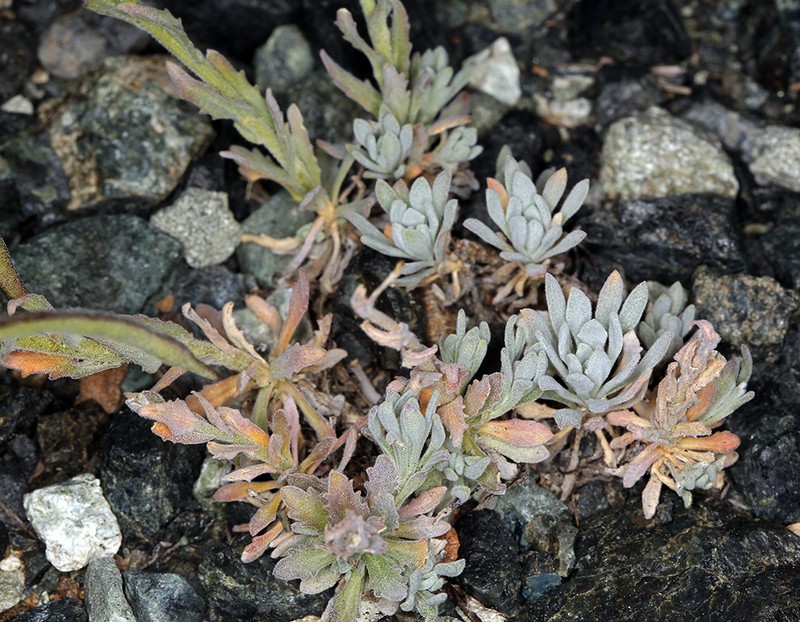 Boechera serpenticola