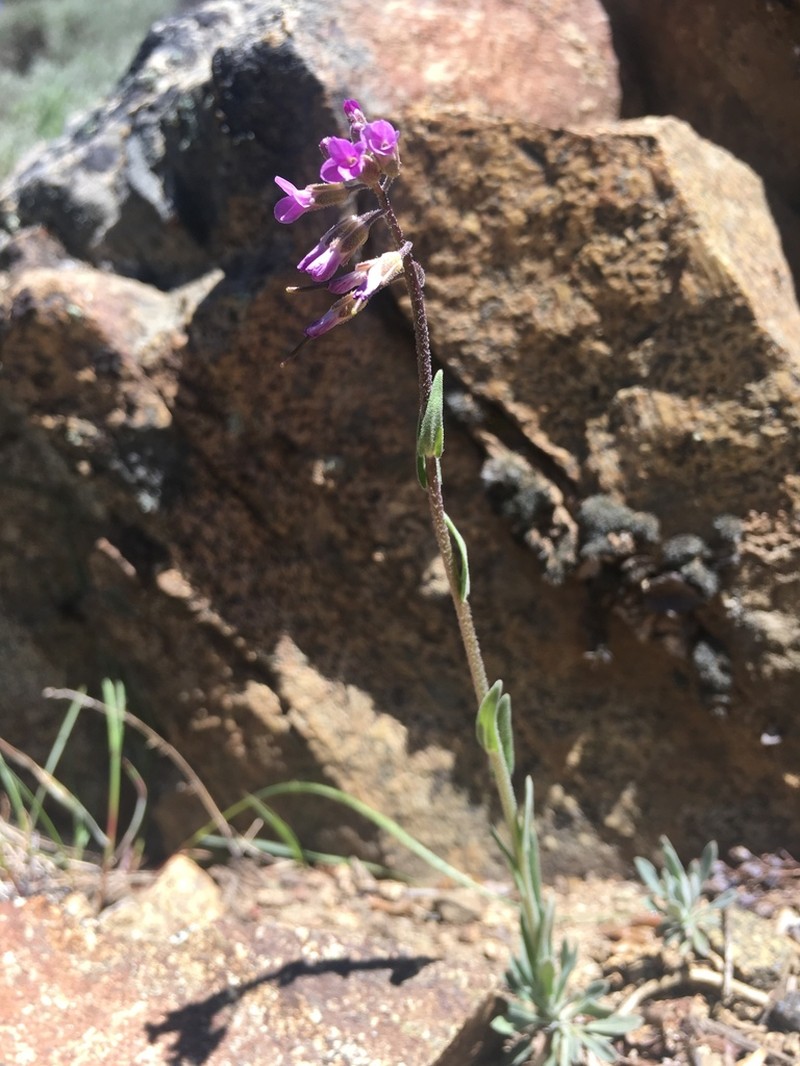 Boechera serpenticola photo 2