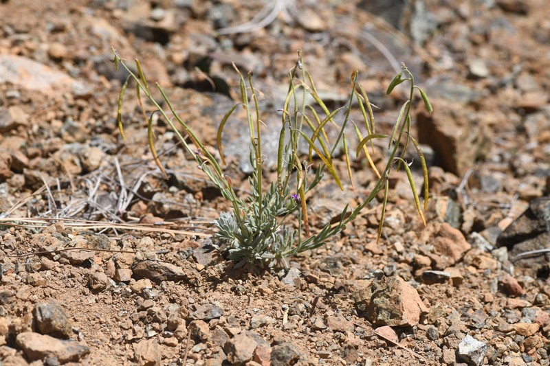 Boechera serpenticola photo 4