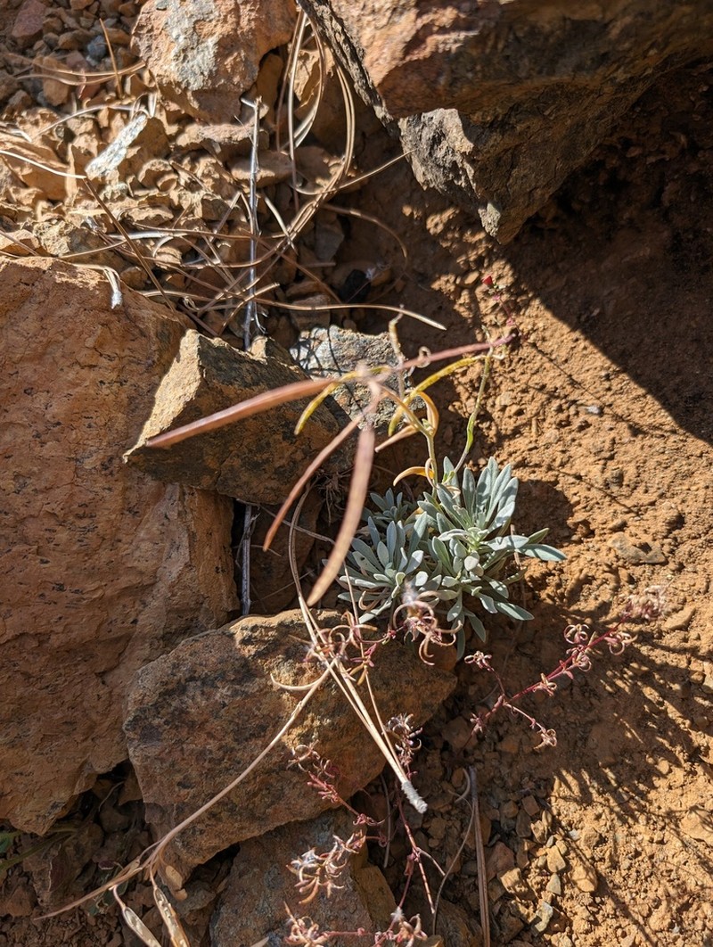 Boechera serpenticola photo 7