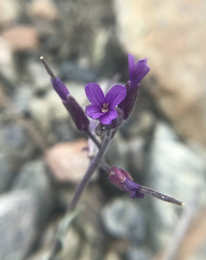 Boechera serpenticola photo 8