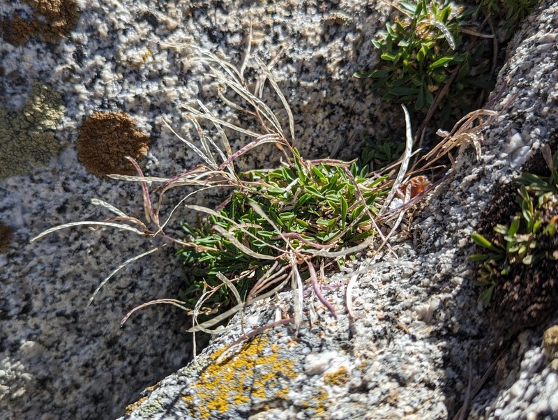 Boechera shevockii photo 2