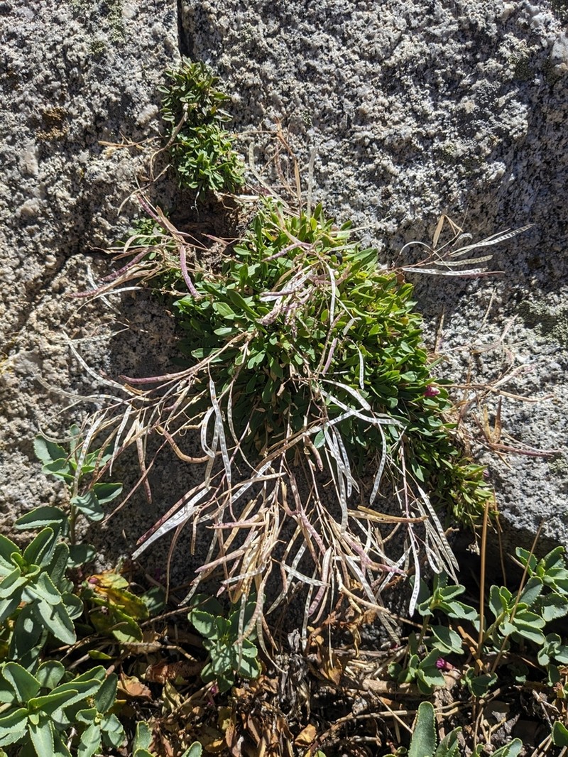 Boechera shevockii photo 4