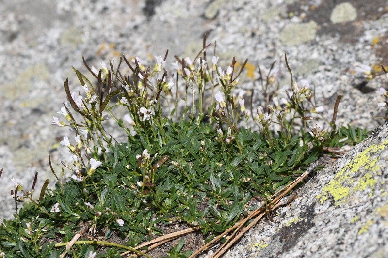 Boechera shevockii photo 5