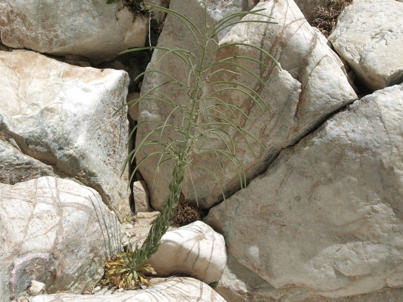 Shockley's Rockcress photo 2