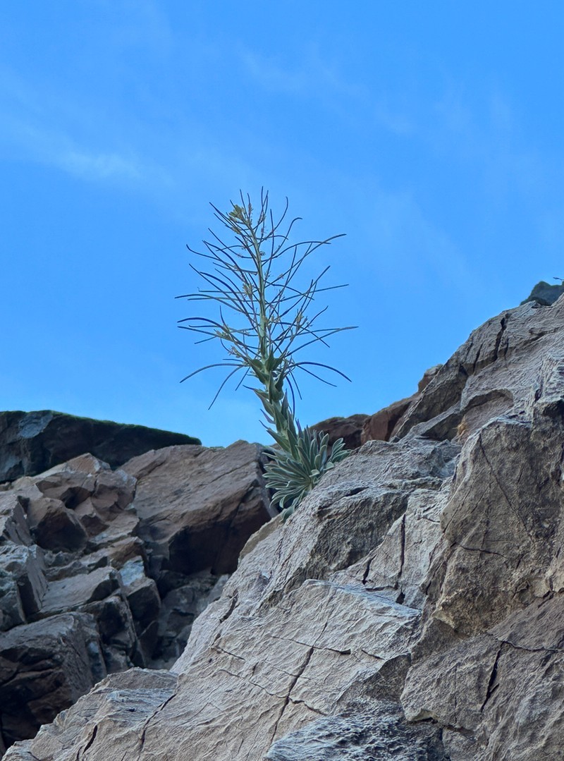 Shockley's Rockcress photo 3
