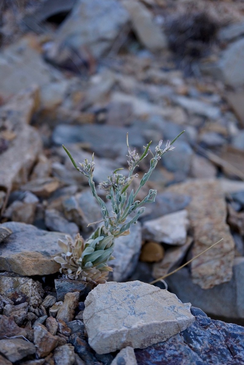 Shockley's Rockcress photo 4