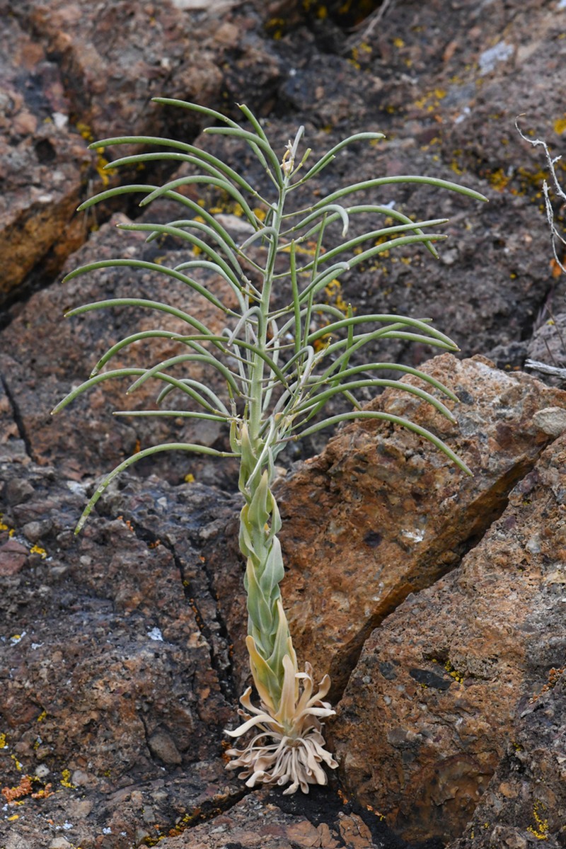 Shockley's Rockcress photo 5