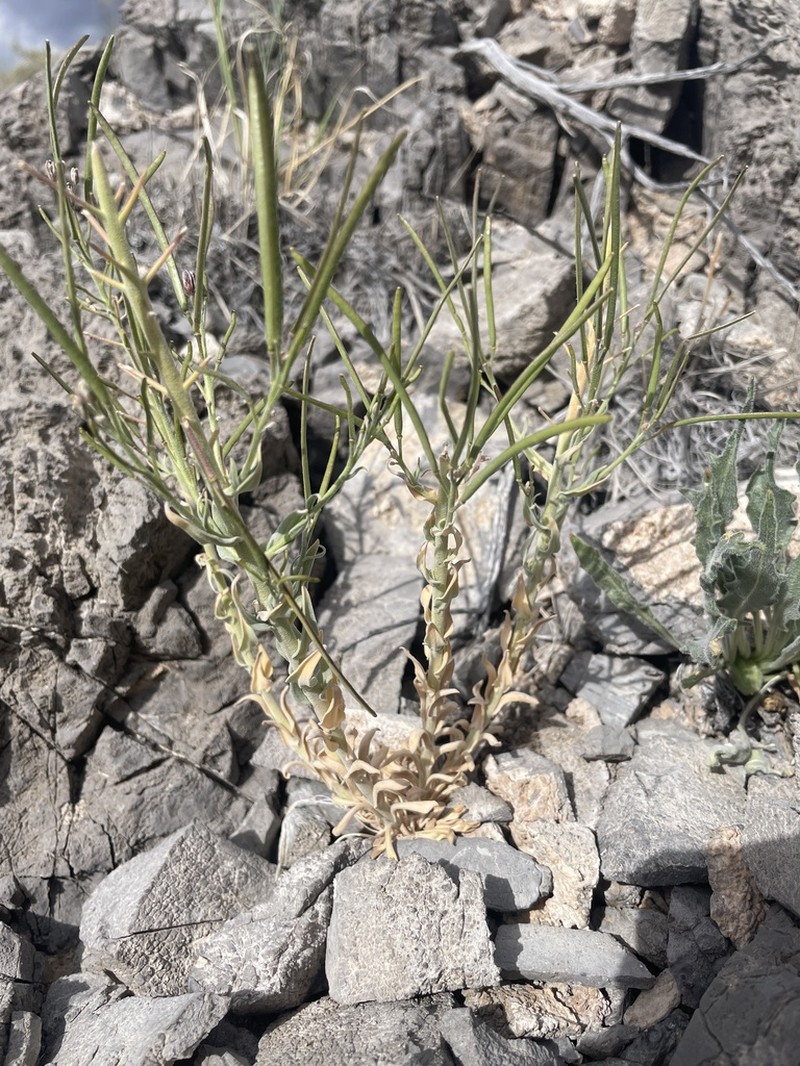 Shockley's Rockcress photo 6